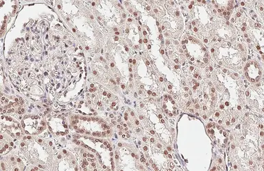 Anti-CFDP1 antibody used in IHC (Paraffin sections) (IHC-P). GTX128023