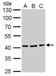 Anti-ATG3 antibody used in Western Blot (WB). GTX128065
