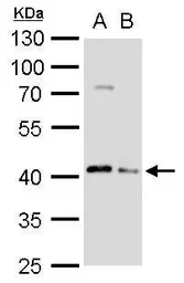 Anti-ATG3 antibody used in Western Blot (WB). GTX128065