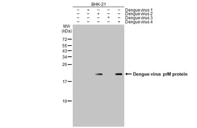 Anti-Dengue virus prM protein antibody used in Western Blot (WB). GTX128093