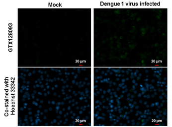 Anti-Dengue virus prM protein antibody used in Immunocytochemistry/ Immunofluorescence (ICC/IF). GTX128093