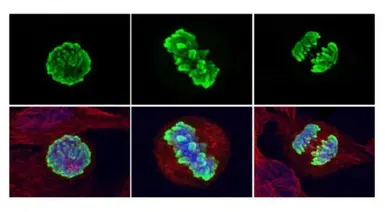 Anti-Histone H3S10ph (phospho Ser10) antibody used in Immunocytochemistry/ Immunofluorescence (ICC/IF). GTX128116