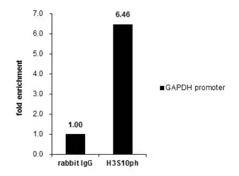 Anti-Histone H3S10ph (phospho Ser10) antibody used in ChIP assay (ChIP assay). GTX128116