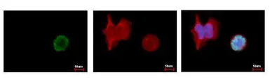 Anti-Histone H3S10ph (phospho Ser10) antibody used in Immunocytochemistry/ Immunofluorescence (ICC/IF). GTX128116