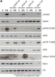 Anti-ATR antibody used in Western Blot (WB). GTX128146