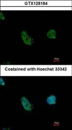Anti-G9a antibody used in Immunocytochemistry/ Immunofluorescence (ICC/IF). GTX128164