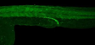 Anti-Vegfaa antibody used in IHC (Whole mount) (IHC-Wm). GTX128356