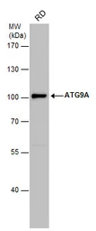 Anti-ATG9A antibody used in Western Blot (WB). GTX128427