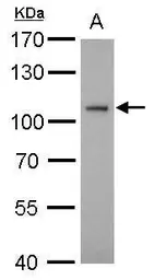 Anti-ATG9A antibody used in Western Blot (WB). GTX128427