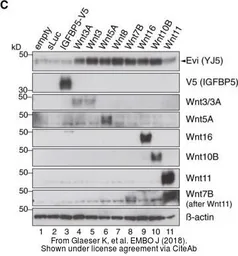 Anti-Wnt16 antibody used in Western Blot (WB). GTX128468