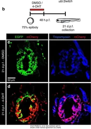 Anti-mCherry antibody used in IHC (Frozen sections) (IHC-Fr). GTX128508
