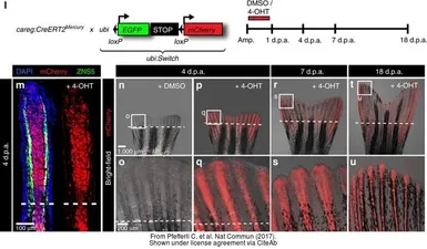 Anti-mCherry antibody used in IHC (Frozen sections) (IHC-Fr). GTX128508