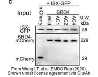Anti-mCherry antibody used in Western Blot (WB). GTX128508