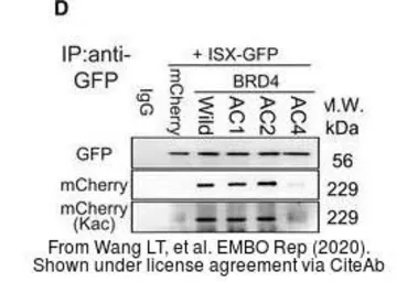 Anti-mCherry antibody used in Western Blot (WB). GTX128508
