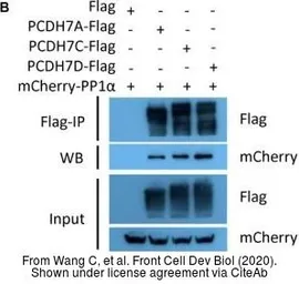 Anti-mCherry antibody used in Western Blot (WB). GTX128508