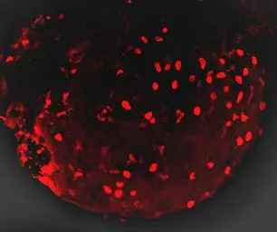 Anti-mCherry antibody used in IHC (Whole mount) (IHC-Wm). GTX128508