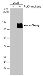 Anti-mCherry antibody used in Western Blot (WB). GTX128508