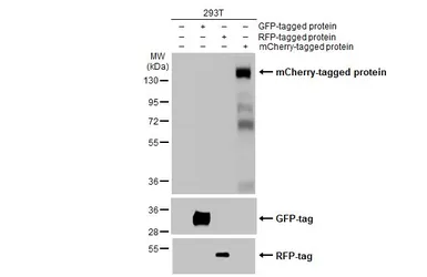 Anti-mCherry antibody used in Western Blot (WB). GTX128508