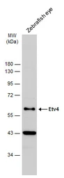 Anti-Etv4 antibody used in Western Blot (WB). GTX128647