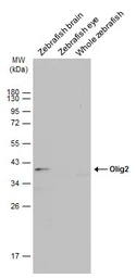 Anti-Olig2 antibody used in Western Blot (WB). GTX128699