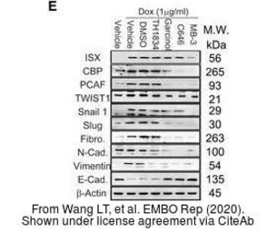 Anti-SLUG antibody used in Western Blot (WB). GTX128796