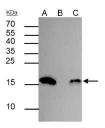 Anti-Histone H3K18ac (Acetyl Lys18) antibody used in Immunoprecipitation (IP). GTX128943