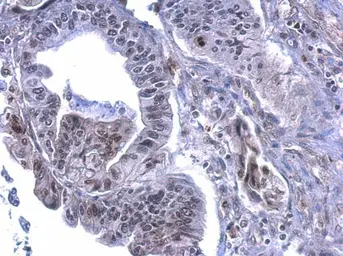 Anti-Histone H3S28ph (phospho Ser28) antibody used in IHC (Paraffin sections) (IHC-P). GTX128953