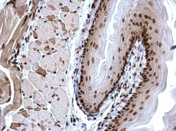 Anti-Histone H3K4me3 (Tri-methyl Lys4) antibody used in IHC (Paraffin sections) (IHC-P). GTX128954