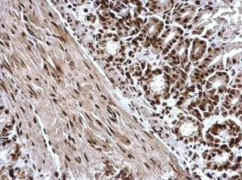 Anti-Histone H3K4me3 (Tri-methyl Lys4) antibody used in IHC (Paraffin sections) (IHC-P). GTX128954