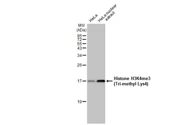 Anti-Histone H3K4me3 (Tri-methyl Lys4) antibody used in Western Blot (WB). GTX128954