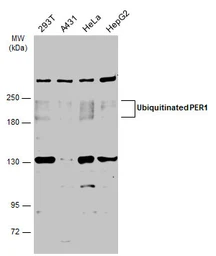Anti-PER1 antibody used in Western Blot (WB). GTX128974