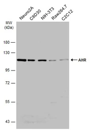 Anti-AHR antibody used in Western Blot (WB). GTX129013
