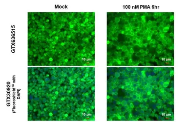 Anti-eNOS (phospho Ser1177) antibody used in Immunocytochemistry/ Immunofluorescence (ICC/IF). GTX129058