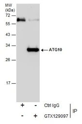 Anti-ATG10 antibody used in Immunoprecipitation (IP). GTX129097