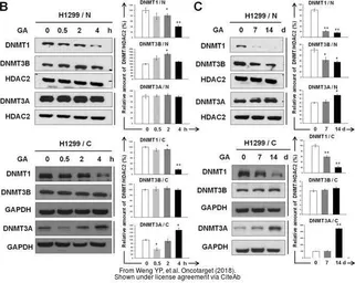 Anti-DNMT3A antibody used in Western Blot (WB). GTX129125