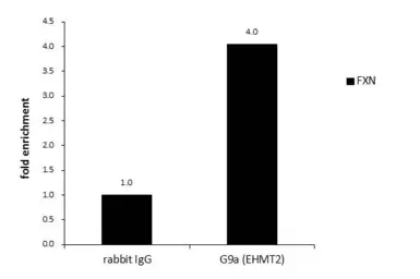 Anti-G9a antibody used in ChIP assay (ChIP assay). GTX129153