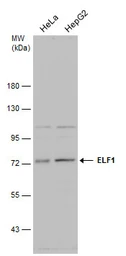 Anti-ELF1 antibody used in Western Blot (WB). GTX129201