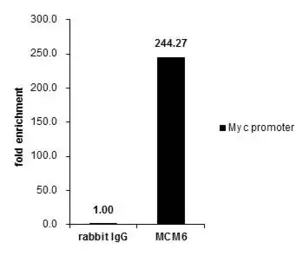 Anti-MCM6 antibody used in ChIP assay (ChIP assay). GTX129216