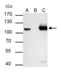 Anti-MCM6 antibody used in Immunoprecipitation (IP). GTX129216