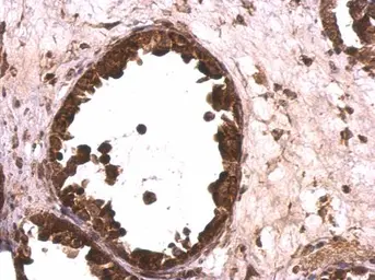 Anti-MCM6 antibody used in IHC (Paraffin sections) (IHC-P). GTX129217