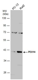 Anti-PEX14 antibody used in Western Blot (WB). GTX129230