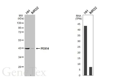 Anti-PEX14 antibody used in Western Blot (WB). GTX129230