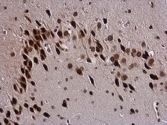 Anti-SOX3 antibody used in IHC (Paraffin sections) (IHC-P). GTX129235