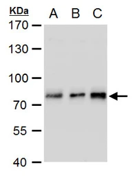 Anti-TCF3 / E2A antibody used in Western Blot (WB). GTX129237