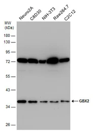 Anti-GBX2 antibody used in Western Blot (WB). GTX129494