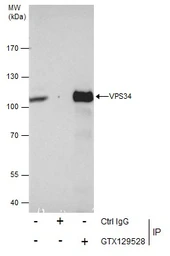 Anti-VPS34 antibody used in Immunoprecipitation (IP). GTX129528