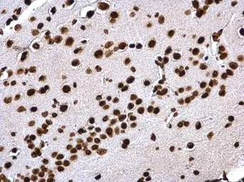 Anti-Histone H4 antibody used in IHC (Paraffin sections) (IHC-P). GTX129560