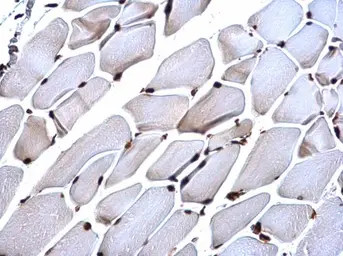 Anti-Histone H4 antibody used in IHC (Paraffin sections) (IHC-P). GTX129560