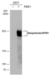 Anti-PER1 antibody used in Western Blot (WB). GTX129596