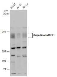 Anti-PER1 antibody used in Western Blot (WB). GTX129596